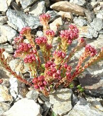 Sedum tenellum