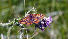 Euphydryas aurinia beckeri