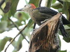 Melanerpes radiolatus