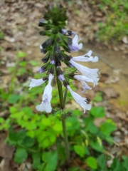 Salvia lyrata