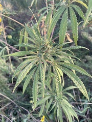 Cannabis sativa