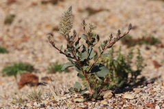 Ptilotus nobilis