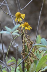 Helenium bigelovii