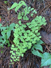 Adiantum poiretii