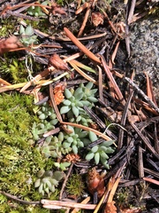 Sedum lanceolatum