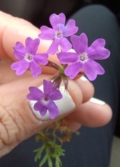 Glandularia aristigera