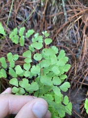Adiantum poiretii