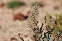 Ptilotus nobilis