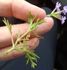 Glandularia aristigera