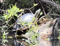 Pseudemys peninsularis