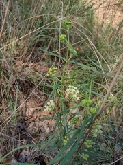Asclepias linearis