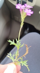 Glandularia aristigera