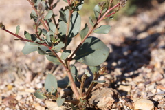 Ptilotus nobilis