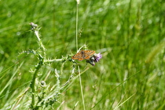Euphydryas aurinia beckeri
