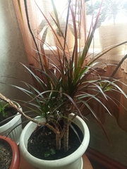 Dracaena reflexa angustifolia
