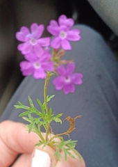 Glandularia aristigera