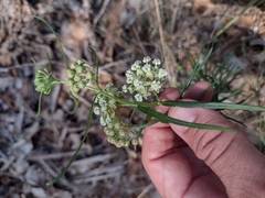Asclepias linearis