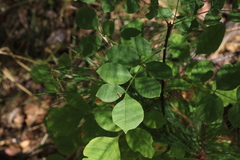 Fraxinus latifolia
