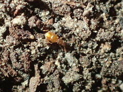 Pselaphinae