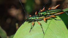 Mionochroma vittatum