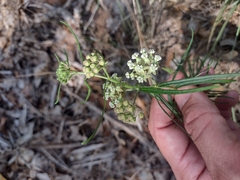 Asclepias linearis