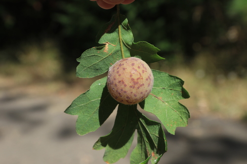 Speckled Gall Wasp photo 5