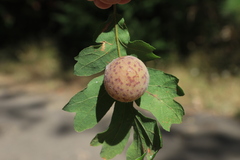 Cynips mirabilis