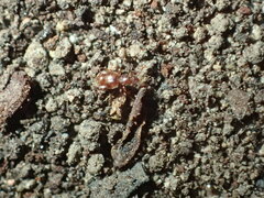 Pselaphinae
