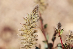 Ptilotus nobilis