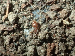 Pselaphinae