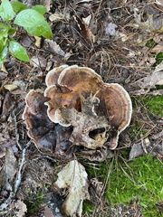 Ischnoderma resinosum