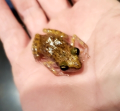 Eleutherodactylus marnockii