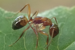 Camponotus subbarbatus