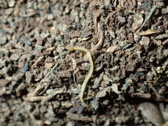 Geophilomorpha