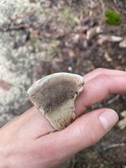 Ischnoderma resinosum