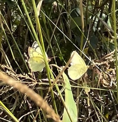 Colias philodice