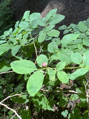Vaccinium ovalifolium