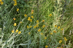 Helenium bigelovii