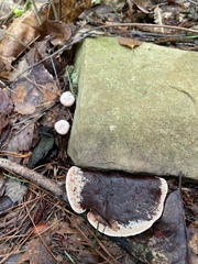 Ischnoderma resinosum