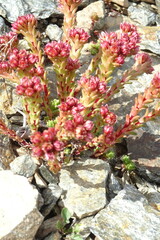 Sedum tenellum