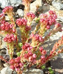Sedum tenellum