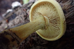 Gymnopilus luteus