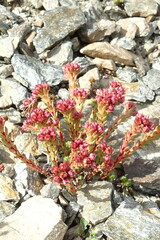 Sedum tenellum