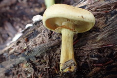 Gymnopilus luteus