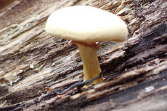 Gymnopilus luteus