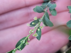 Phyllanthus polygonoides
