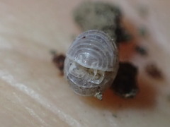 Venezillo microphthalmus