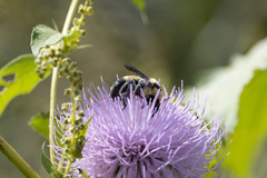 Bombus fraternus