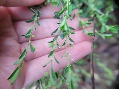 Phyllanthus polygonoides