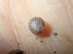 Venezillo microphthalmus